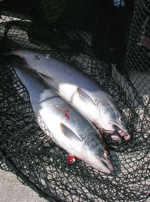 09-06-08 double bagger WB coho.jpg